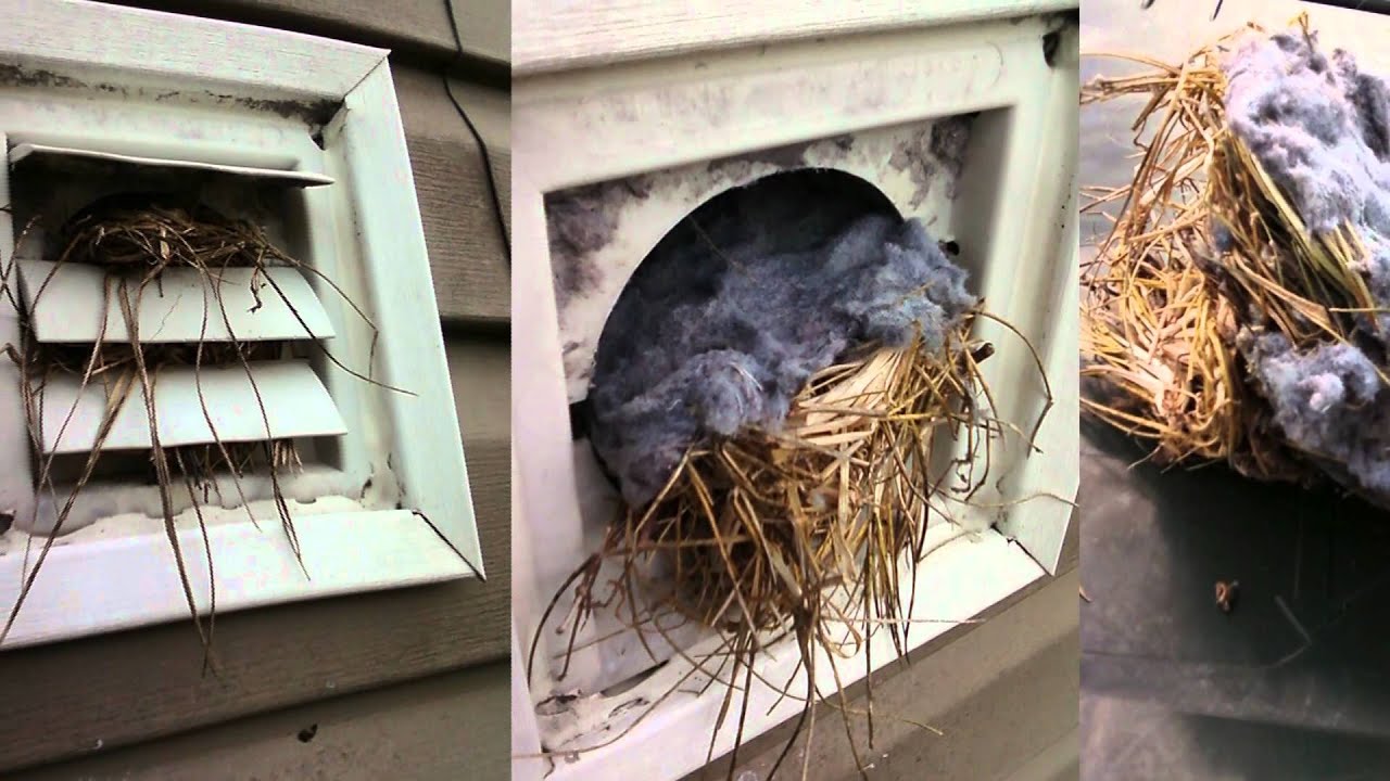 Pets And Bird Removing in Bellevue
